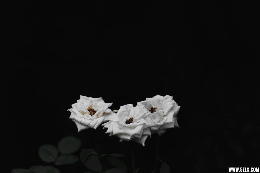 DSC_4659__.jpg