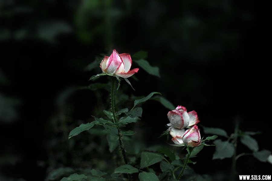 DSC_4674__.jpg