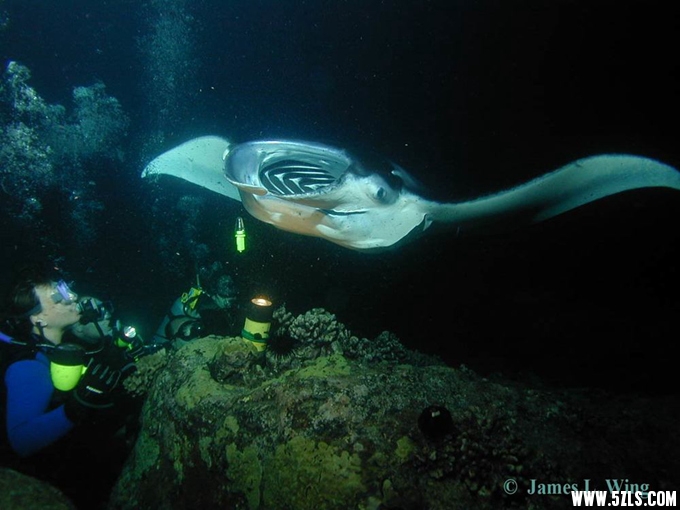 MantaRays.jpg