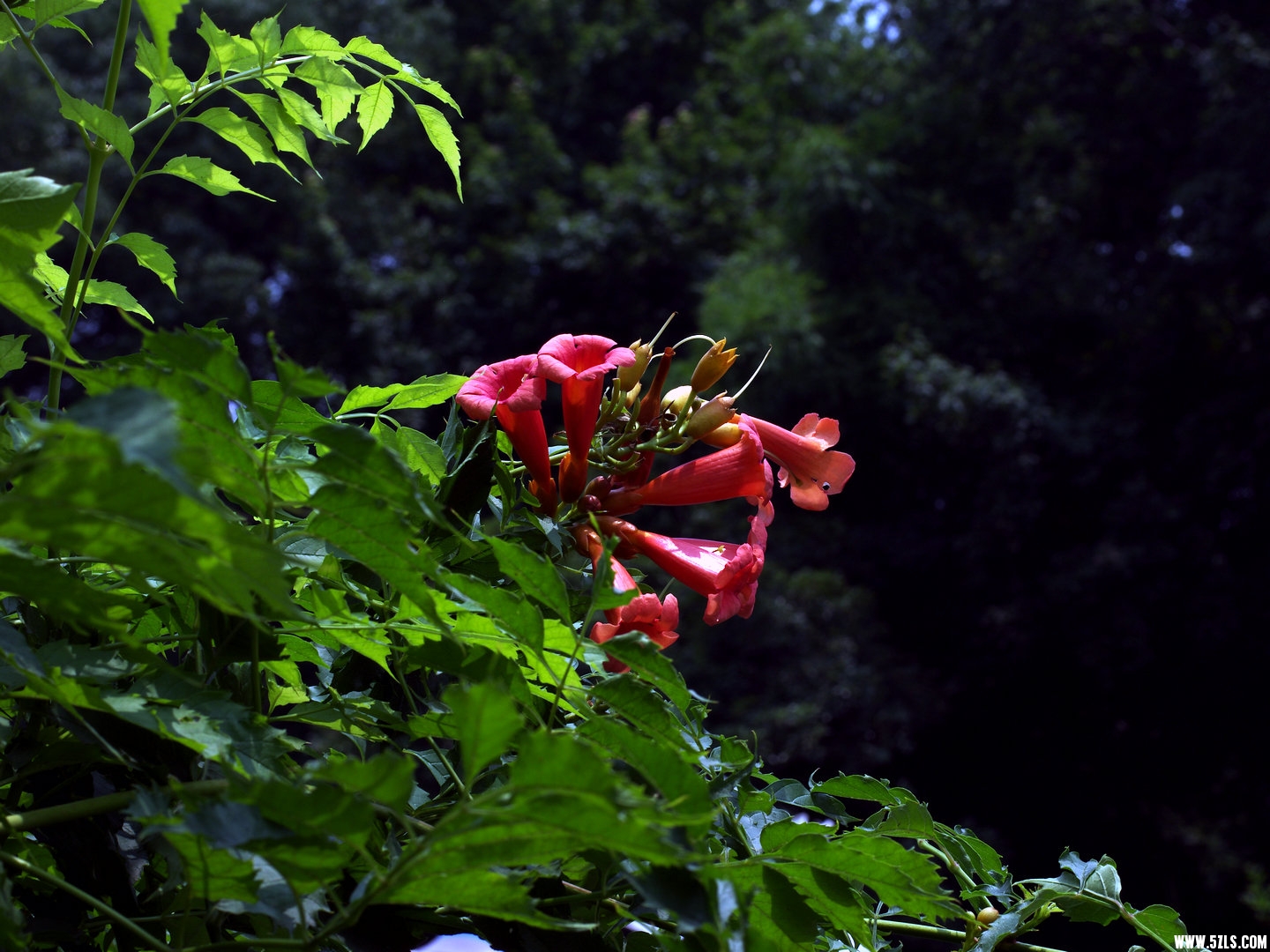IMGP0058.jpg