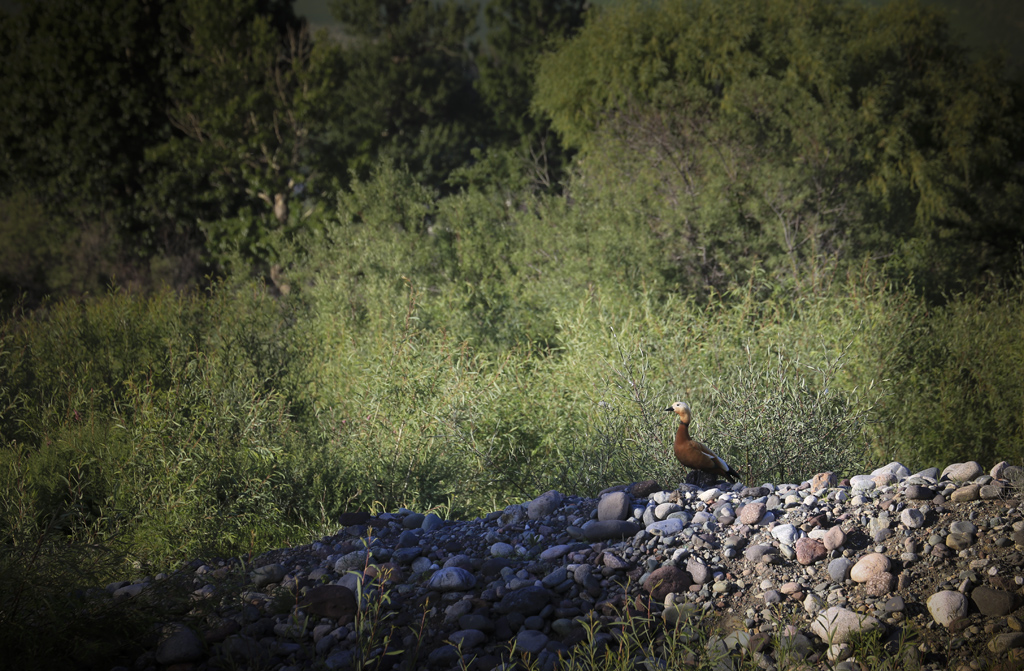 6U0B3381.JPG