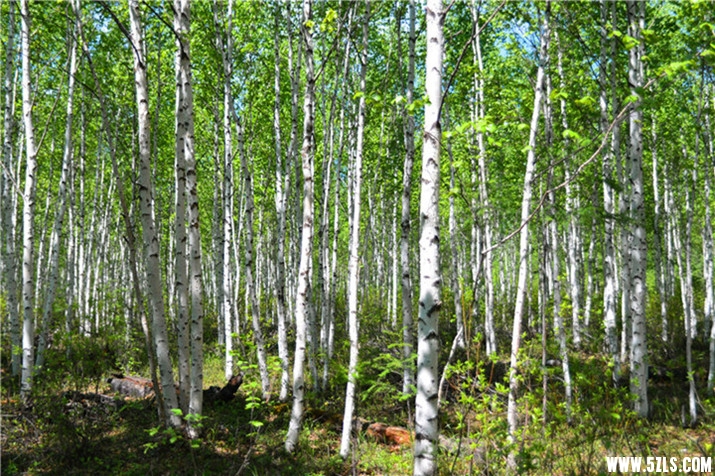 DSC_2805.jpg