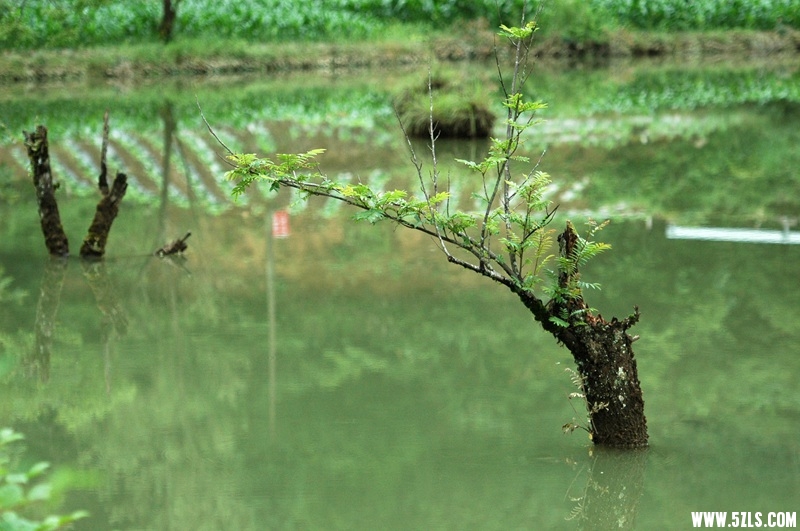 DSC_3673_副本.jpg