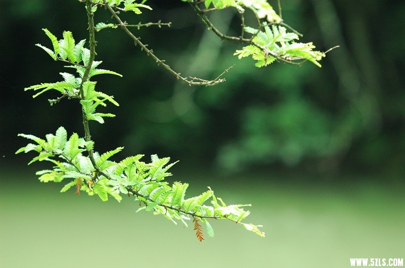 DSC_3705_副本.jpg