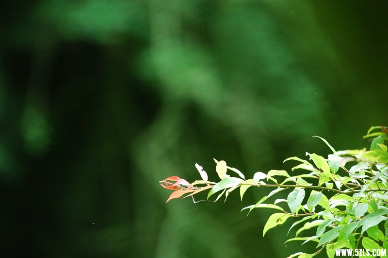 DSC_3706_副本.jpg