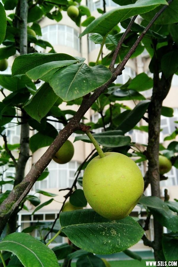 IMG_20150620_074716_副本.jpg