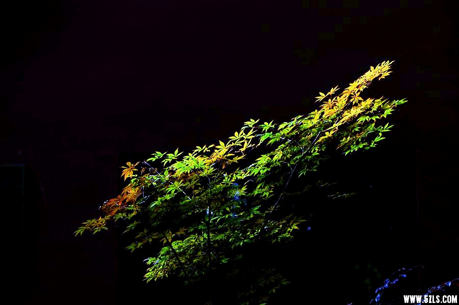DSC_2279__.jpg