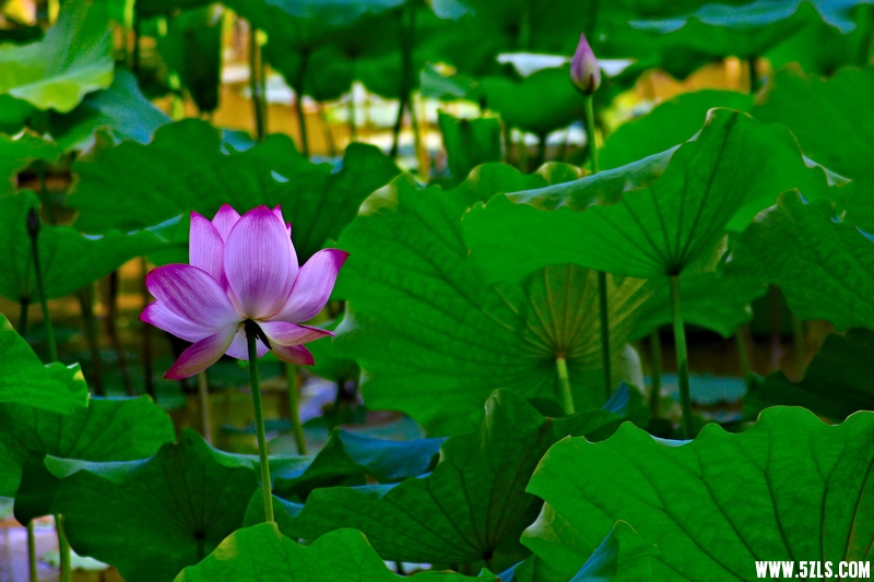 _MG_79101001.jpg