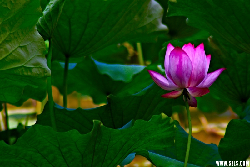 _MG_79151001.jpg
