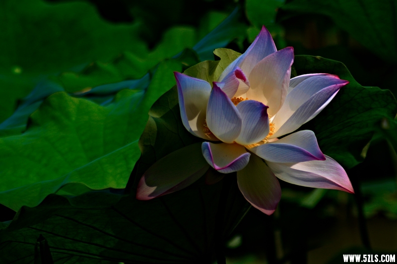 _MG_79381001.jpg