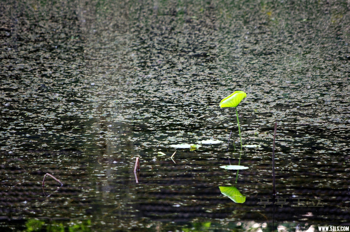 IMGP0048_.jpg