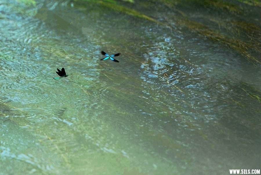 DSC_2517___.jpg