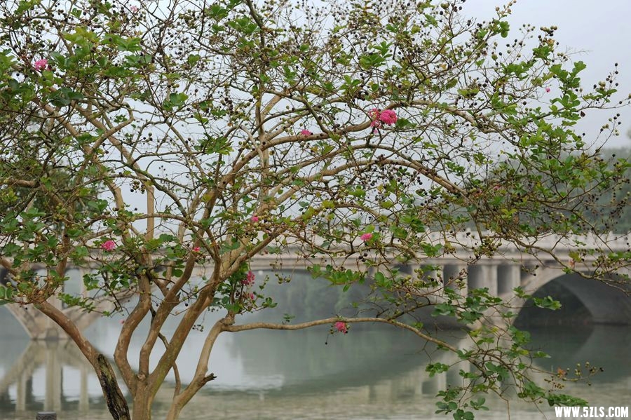 DSC_7241__.jpg