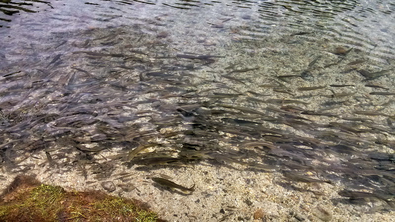 img_20150808_125252.jpg