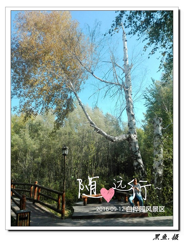 白桦林 (12)_眸目压缩.jpg
