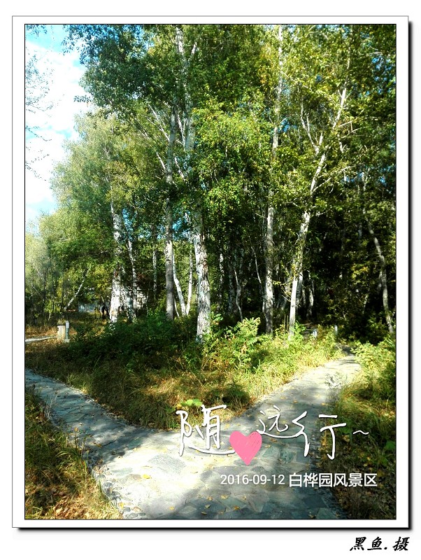 白桦林 (14)_眸目压缩.jpg