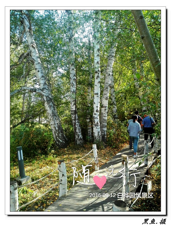 白桦林 (19)_眸目压缩.jpg
