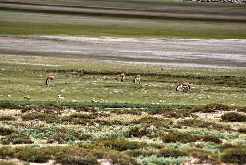 dsc_5990.jpg
