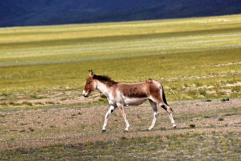 dsc_5997.jpg