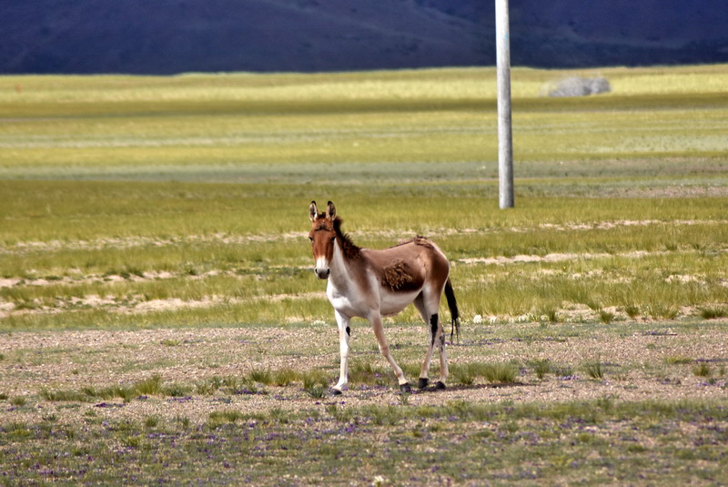 dsc_5995.jpg