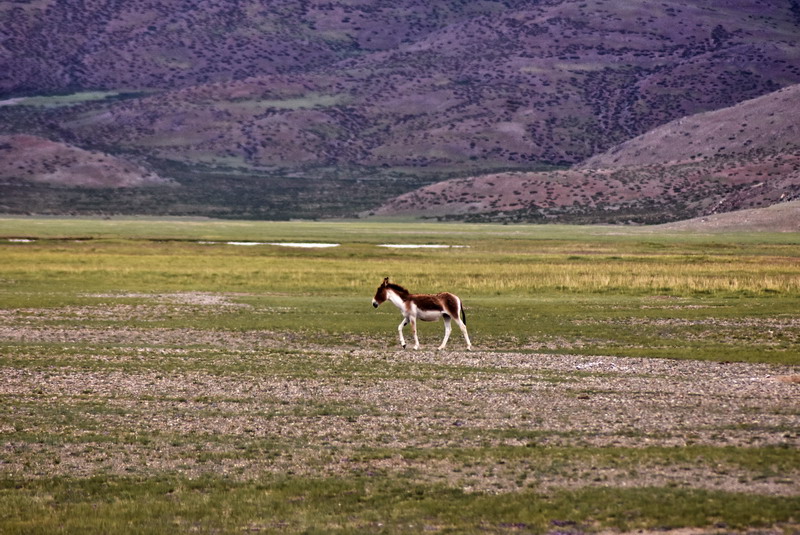 dsc_6010.jpg