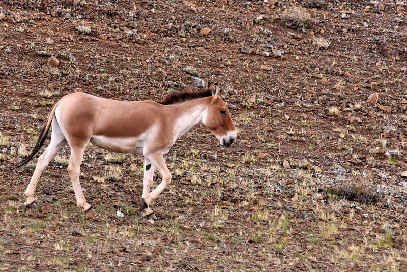 dsc_6204.jpg