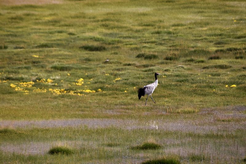 dsc_6822.jpg
