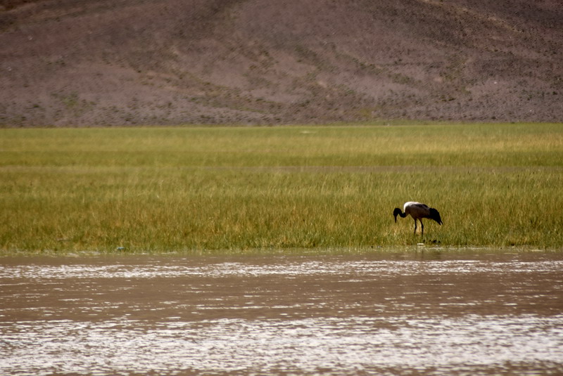 dsc_6809.jpg