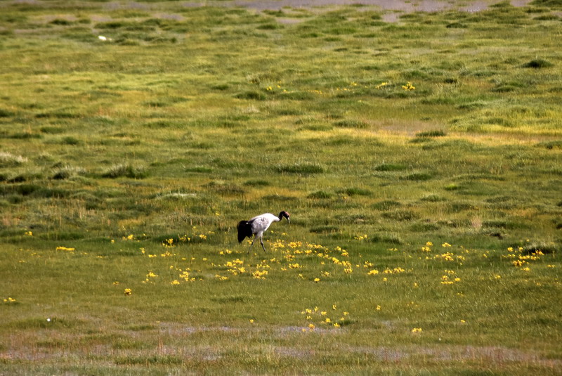 dsc_6828.jpg