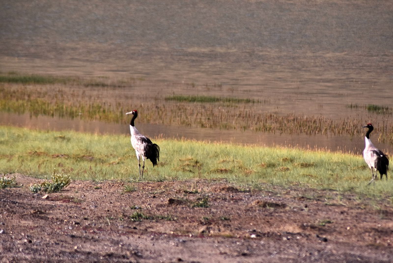 dsc_6985.jpg