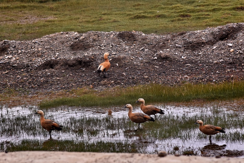 dsc_7033.jpg