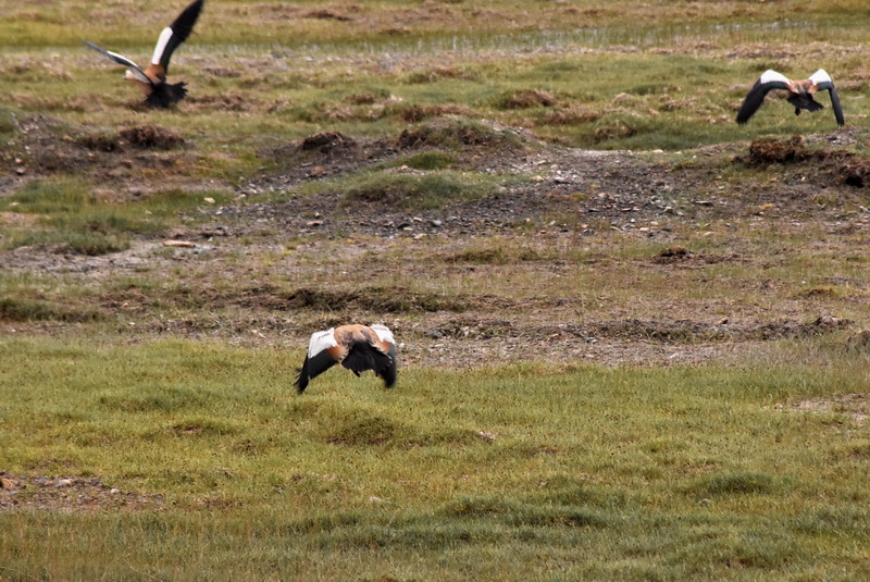 dsc_7037.jpg