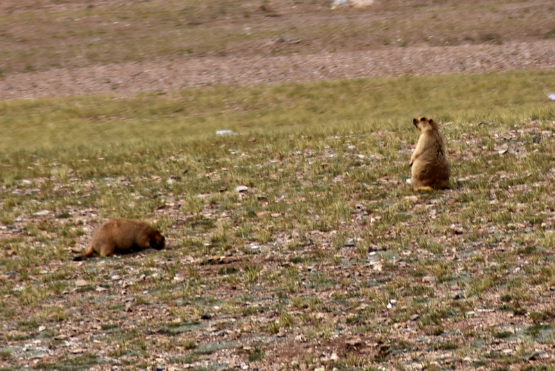 dsc_7060.jpg