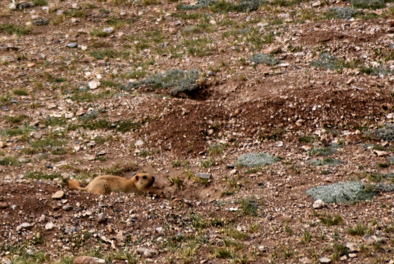 dsc_7062.jpg
