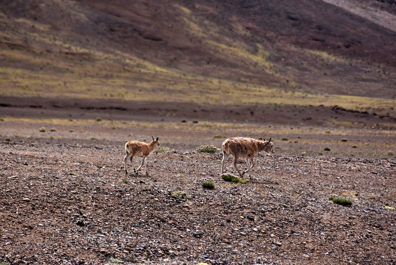 dsc_7097.jpg