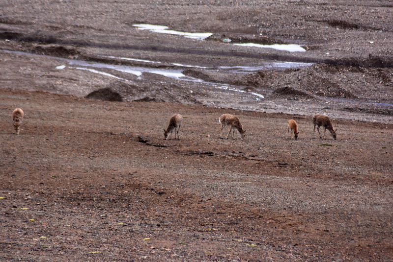 dsc_7109.jpg