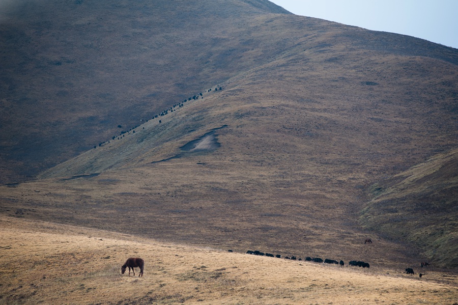 _dsc9007.jpg