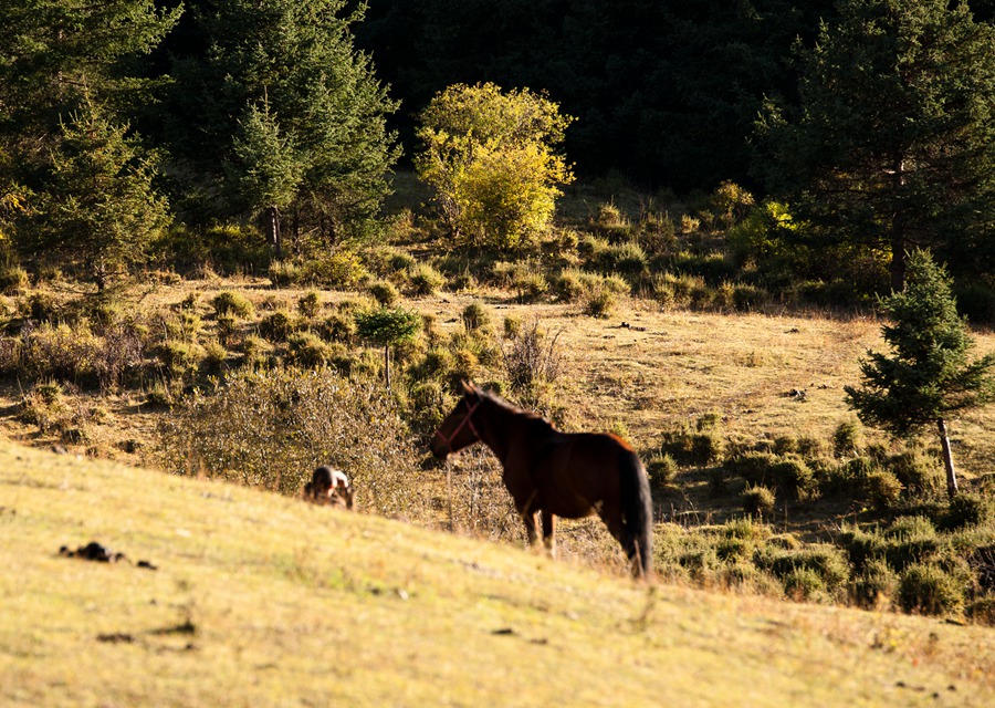 _dsc9208.jpg