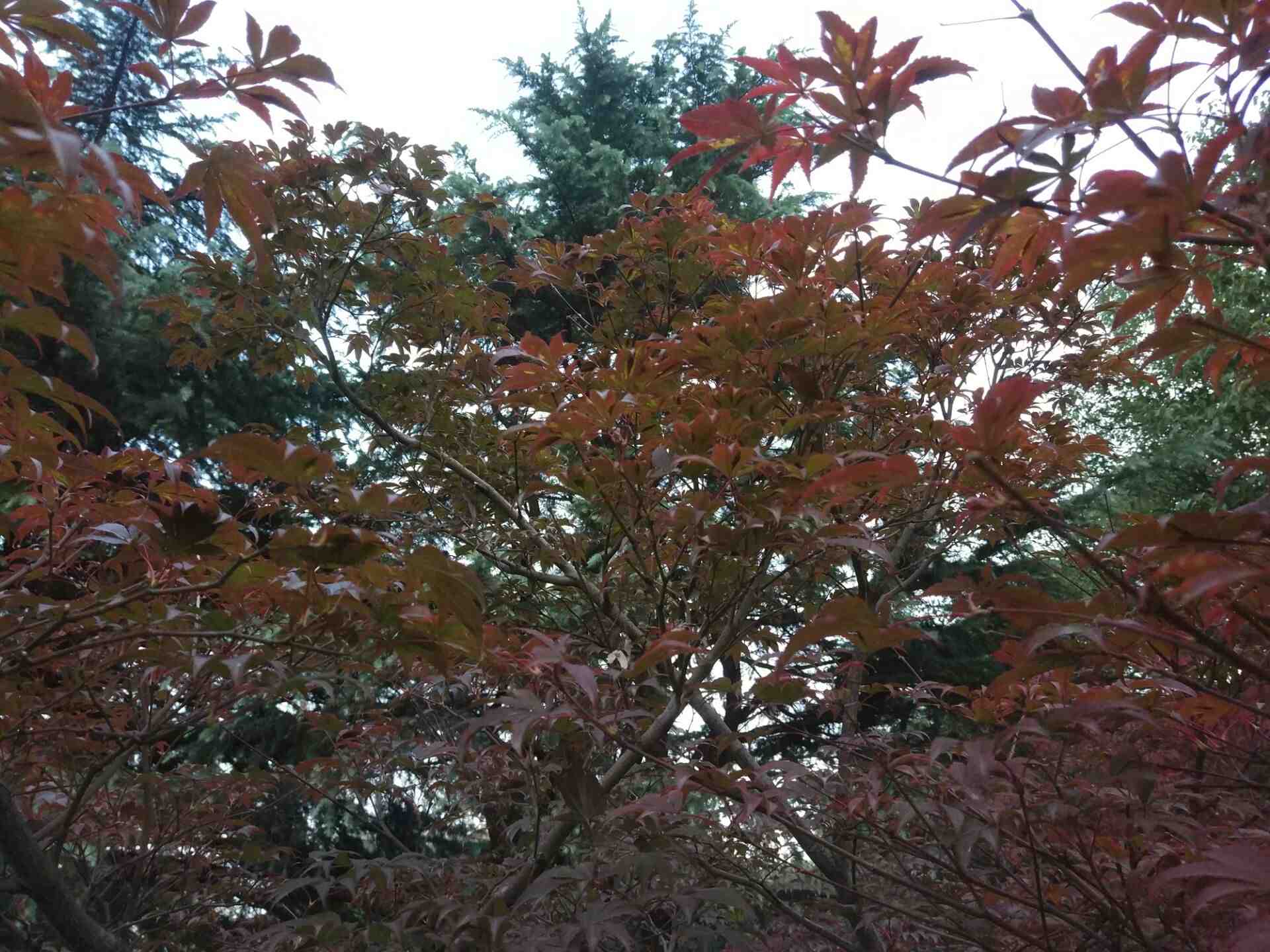 qqͼƬ20161129080312.jpg