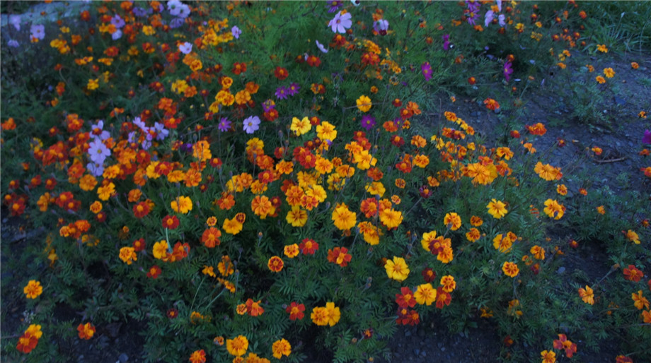 dsc04110_.jpg