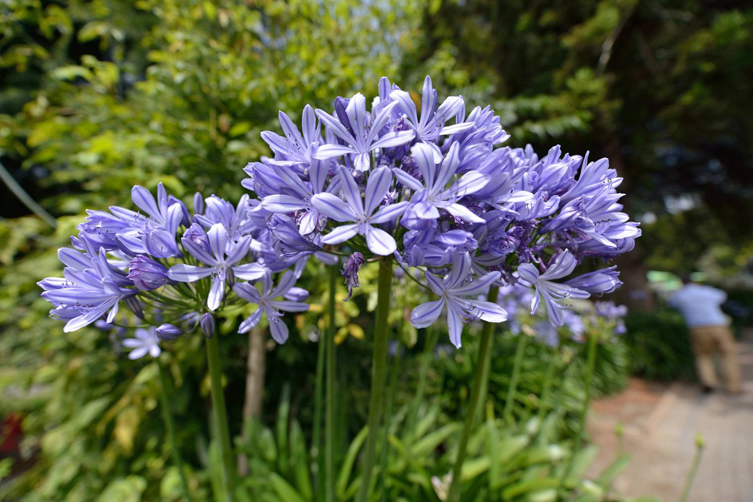 dsc_5196.jpg