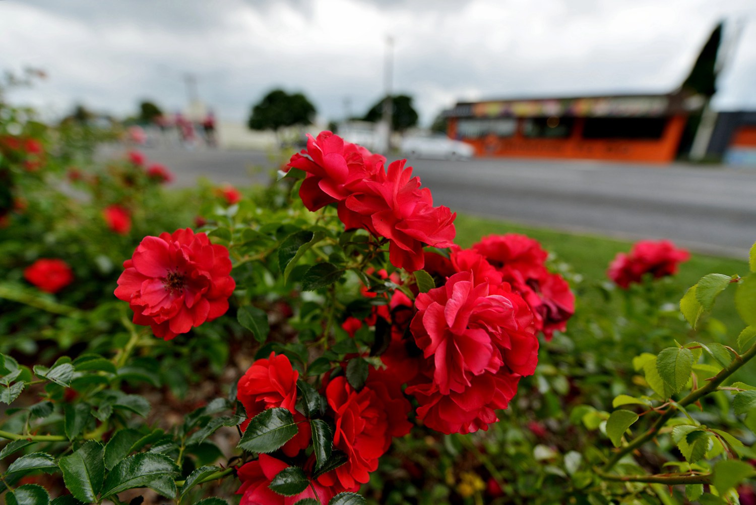 dsc_5492.jpg