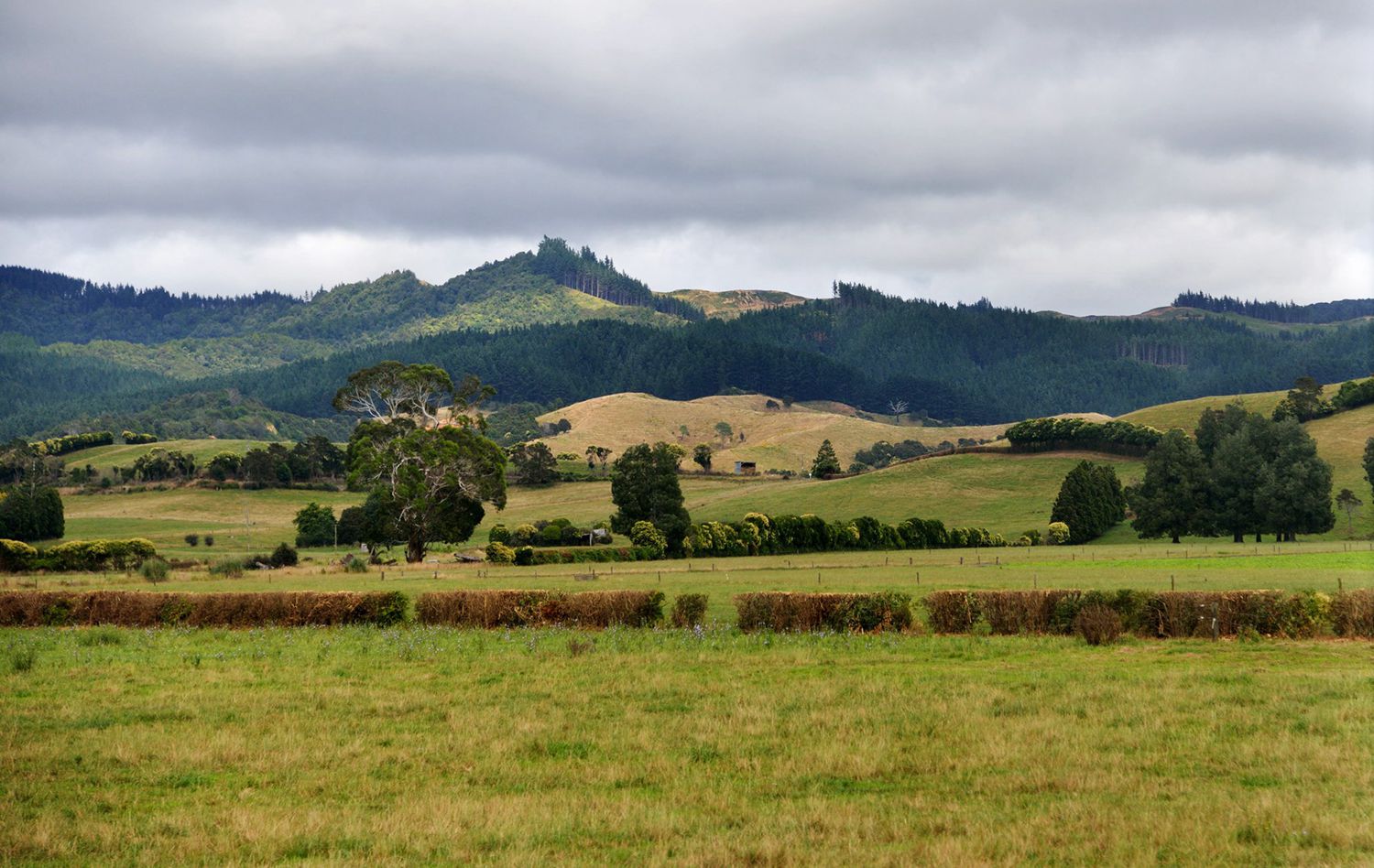 dsc_5555.jpg