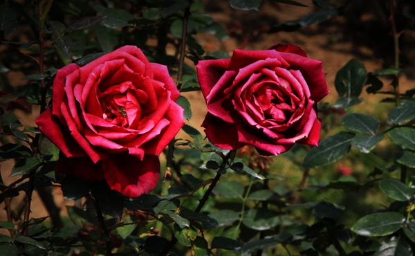 img_3297.jpg