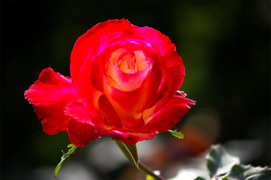 _igp8675.jpg