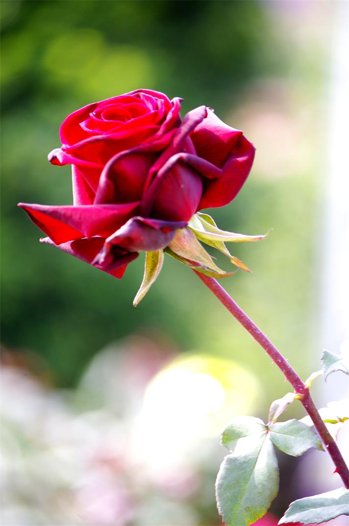 _igp8678.jpg