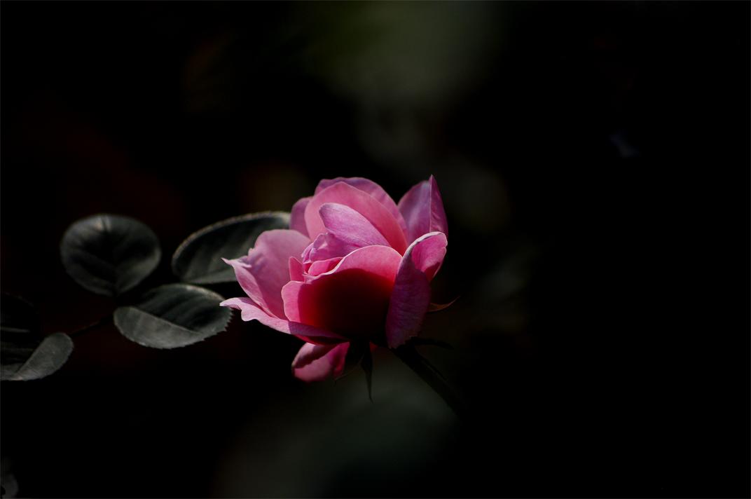 _igp8680.jpg