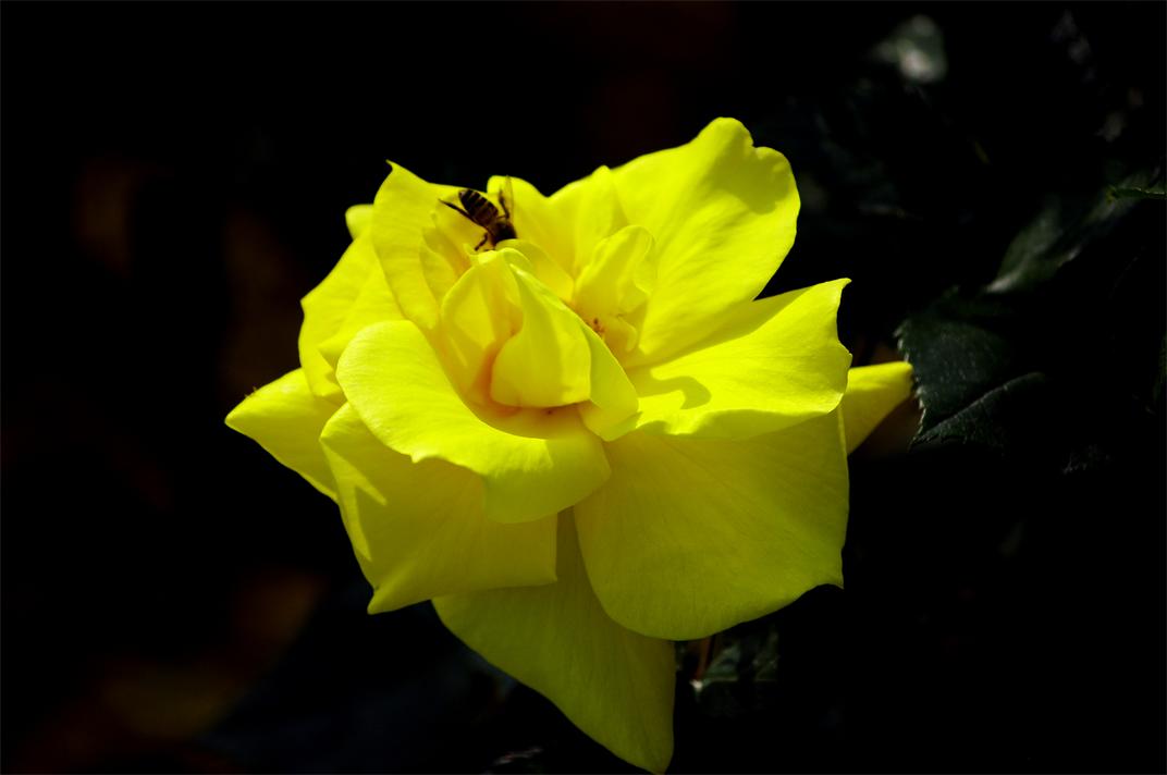 _igp8756.jpg