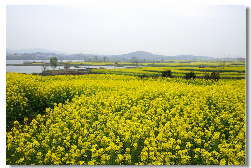 大法寺镇--油菜花开20.jpg