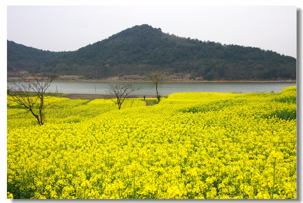 大法寺镇--油菜花开56.jpg